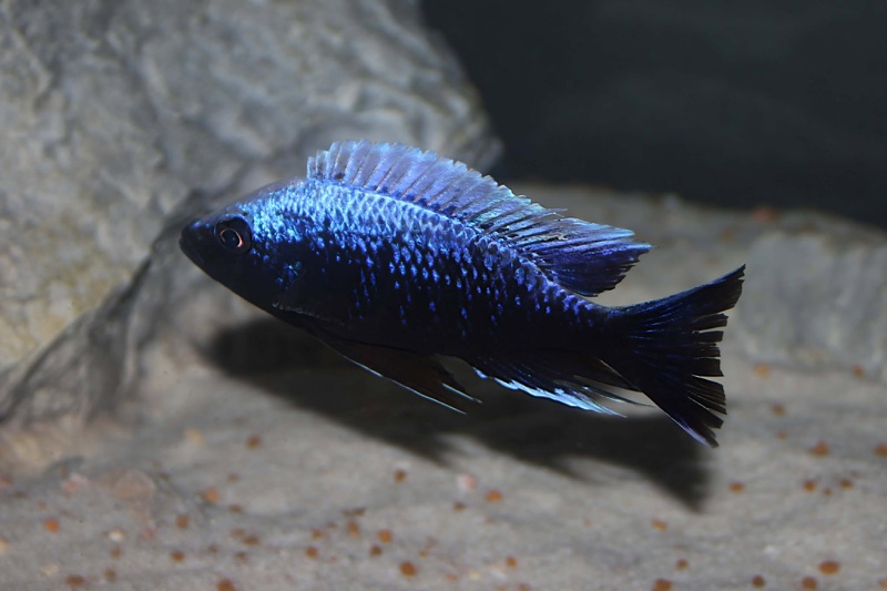 Copadichromis trewavasae 'Lupingu'